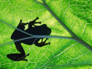 обои Силуэт лягушки через зеленый листик фото