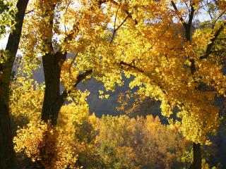 обои Золотые листья леса в осенний день фото