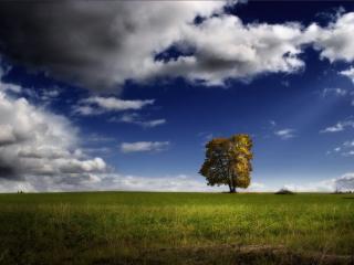 обои Поле с деревом и небо с густыми облаками фото