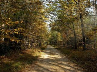 обои Ровная дорога через лес осенний фото