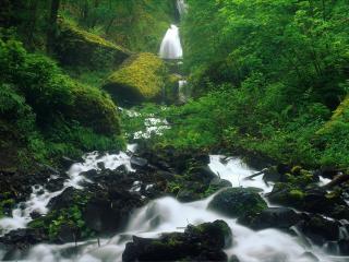 обои Горная река с водопадами в лесу фото