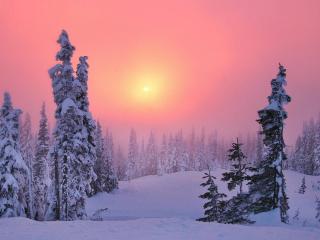 обои Солнце в туманный зимний день фото