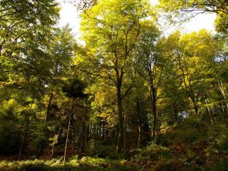 обои Лес и деревья со светло зелеными листьями фото
