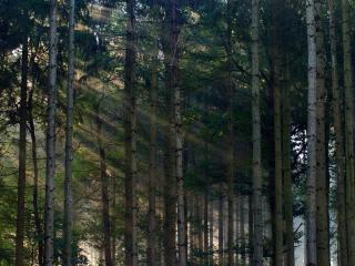 обои Ровные стволы деревьев и лучи солнца сквозь ветки фото
