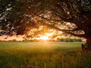 обои Заходящее солнце за полем и большое летнее дерево фото