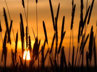 обои Заходящее солнце сквозь колоски травы фото