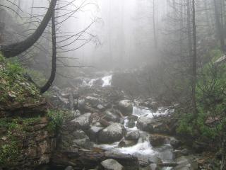 обои Небольшой ручей, в туманном летнем лесу фото
