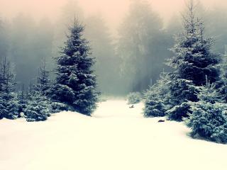 обои Пасмурный зимний день в лесу фото