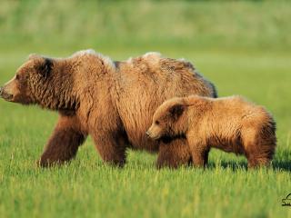 обои Медведи мать и дитя фото