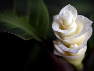 обои Красивый распустившийся белый цветок фото