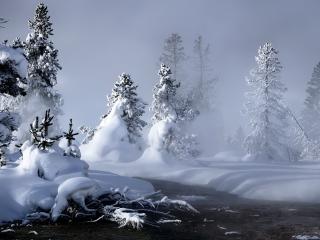 обои Снег в лесу фото
