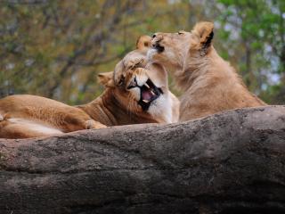 обои Парочка хищников львов у камня фото