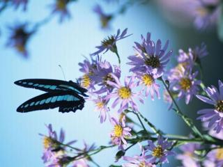 обои Бабочка на цветочной веточке фото