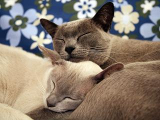 обои Спят кошки у цветочных обоев фото