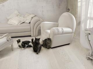 обои Три кошки в светлой комнате фото