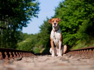 обои Пес грустит на железной дороге фото