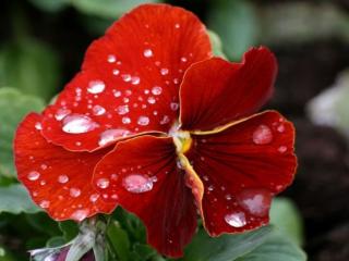 обои Красный цветок в каплях дождя фото
