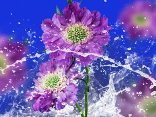обои Цветы и вода фото
