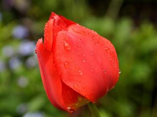 обои Красный тюльпан в каплях дождя фото