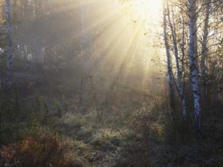 обои Утро в осеннем лесу фото