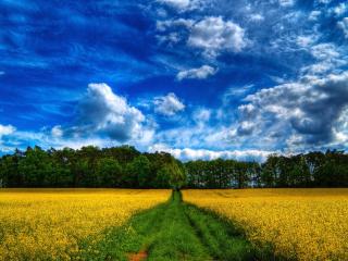 обои Синее небо над желтым полем и дорогой фото
