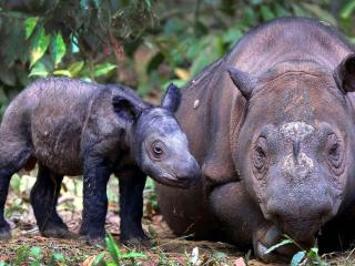 обои Суматранский носорог фото