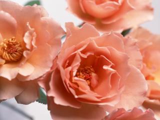 обои Лиловый цвет роз фото