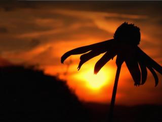 обои Силуэт цветка на ярком закате фото