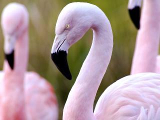 обои Фламинго - птица красивая фото