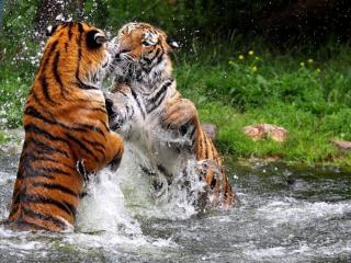 обои Тигриные игры в воде фото
