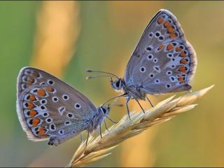 обои Две бабочки на колосоке фото
