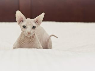 обои Сиамский кот в белой постели фото