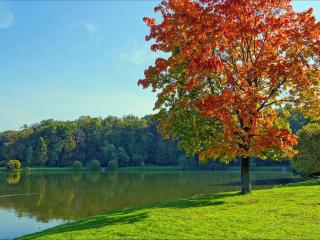 обои Осенний клён у пруда фото