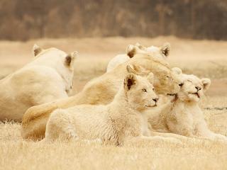 обои Молодая семья львов фото