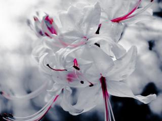 обои Нежный цветок белый с розовыми тычинками фото