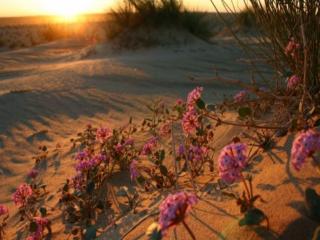 обои Цветение пустыни фото