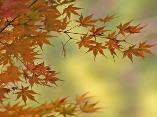 обои Листья осенние,   листья кленовые фото