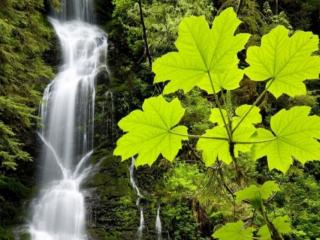 обои Водопад в густом лесу фото