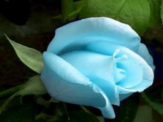 обои Голубая роза фото