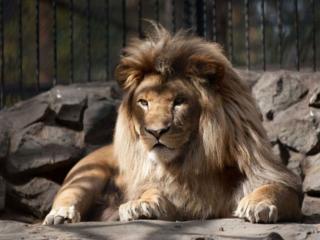 обои Красавец Лев,   живущий в зоопарке фото