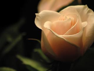 обои Кремовый цвет нежной розы фото