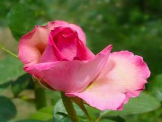 обои Розовой розы бутон фото