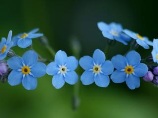 обои Голубой веночек нежных цветов фото