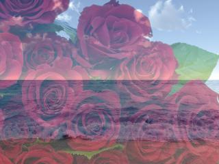 обои На фоне моря букет красных роз фото