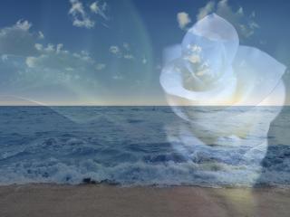 обои На фоне моря красивый распустившийся бутон фото