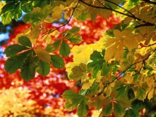 обои Осенние листья каштана фото