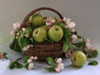 обои Натюрморт - Яблочный цвет и яблоки фото