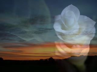 обои На фоне заката белая роза фото