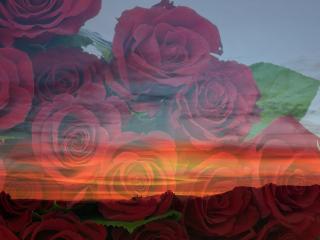 обои На фоне заката букет красных роз фото