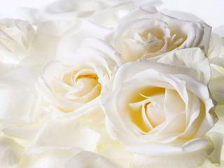 обои Белые,   белые розы фото
